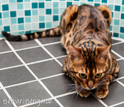 Bengalkater Basu